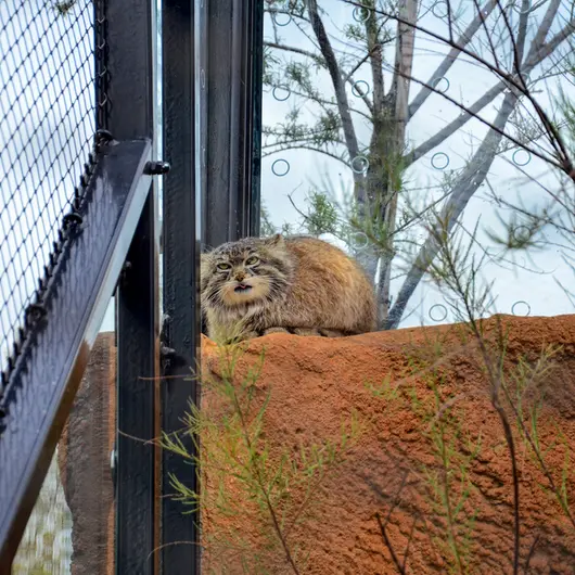 Фотография Спая в Пражском Зоопарке