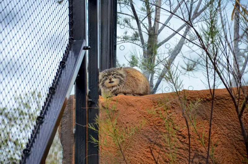 Фотография Спая в Пражском Зоопарке