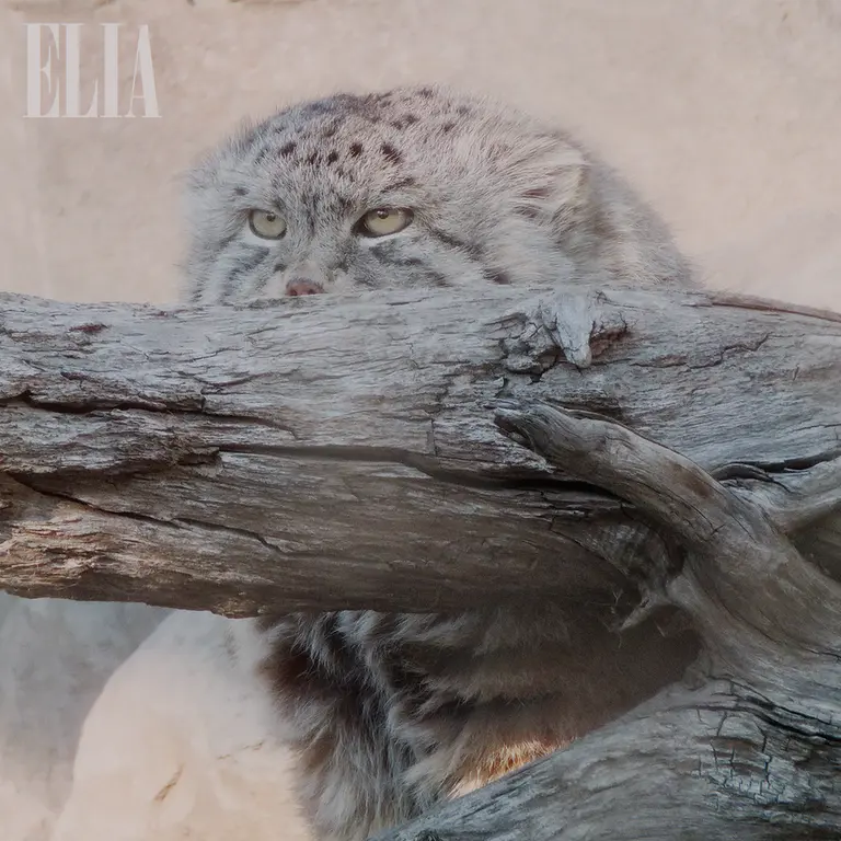 Фотография Олафа в Зоопарке Калгари / Институте Уайлдере