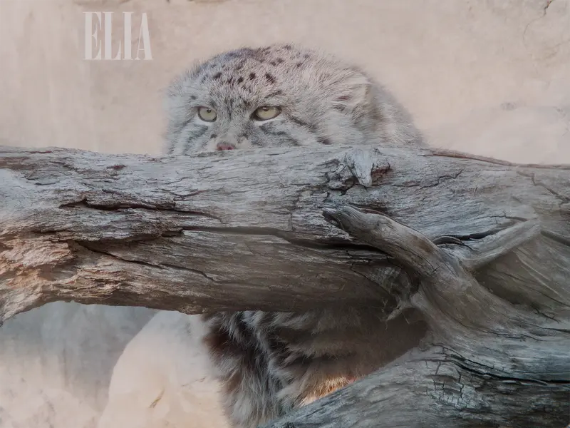 Фотография Олафа в Зоопарке Калгари / Институте Уайлдере