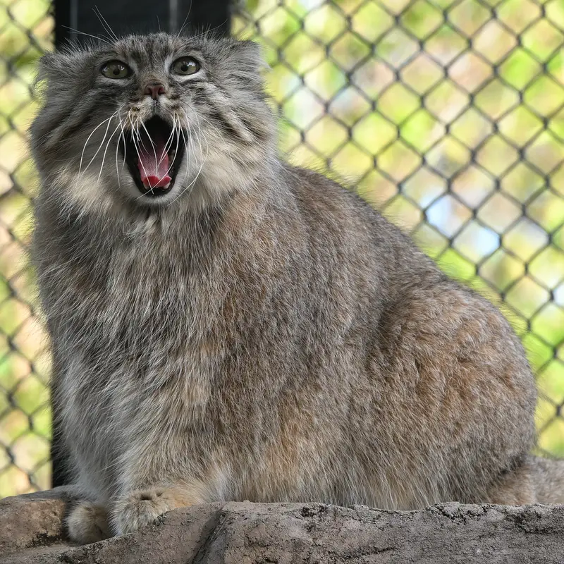 Фотография Оливы в Детском зоопарке Сайтама