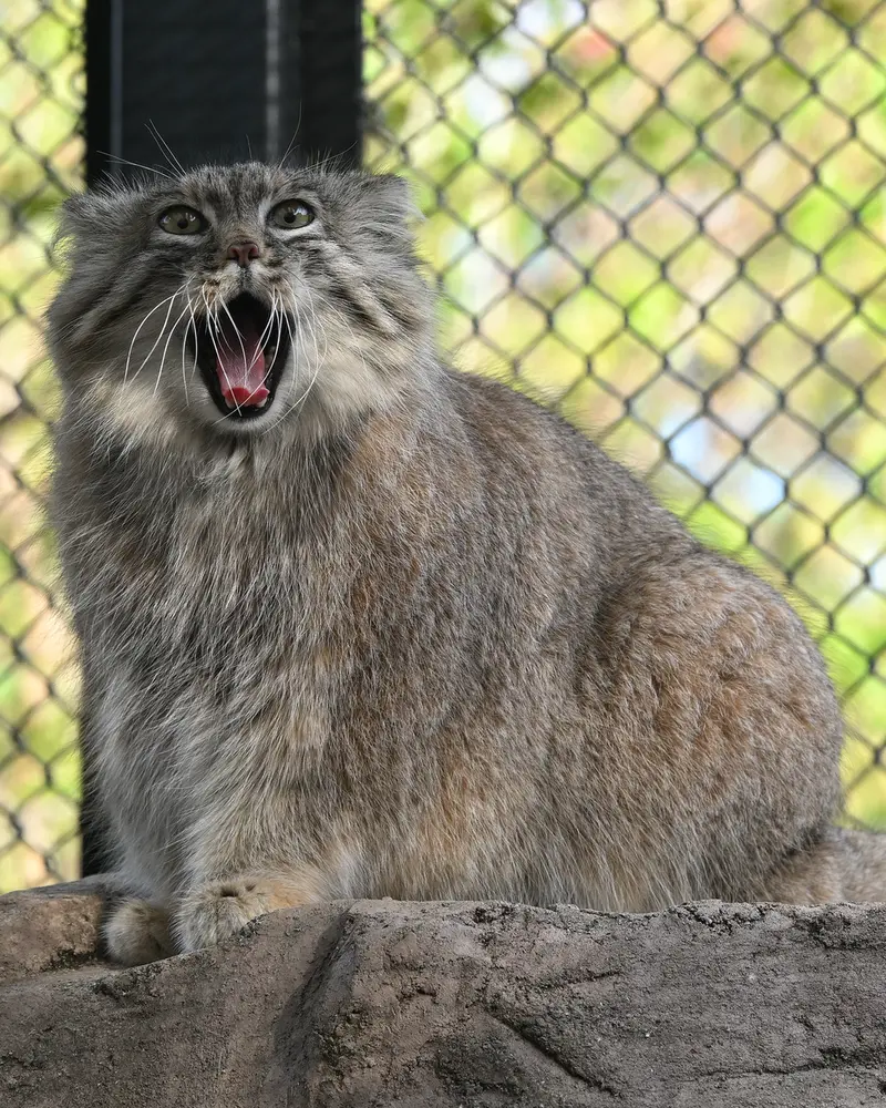 Фотография Оливы в Детском зоопарке Сайтама