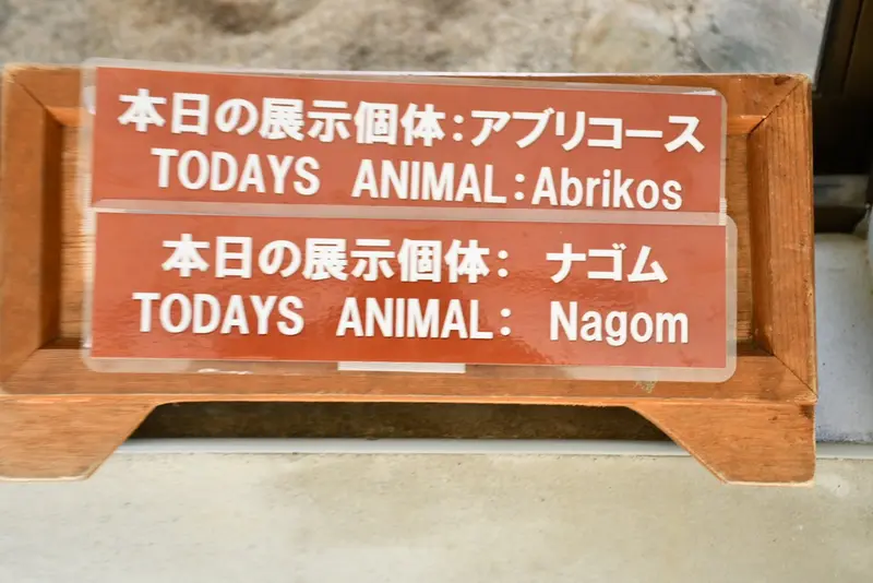 Фотография с манулом в Царстве Животных Насу