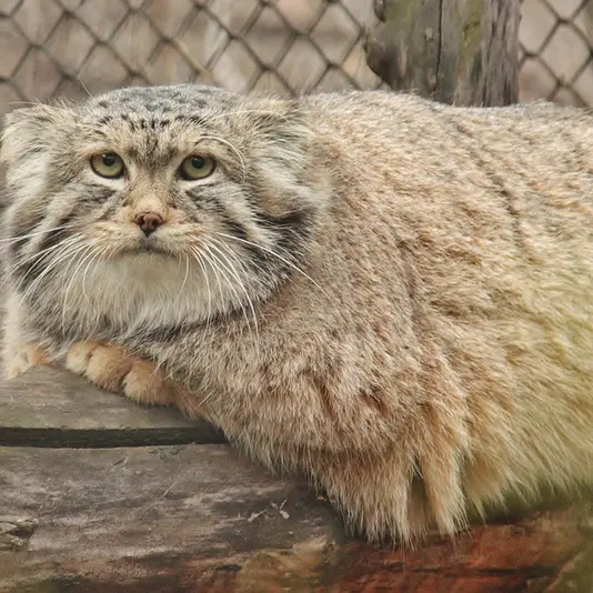 Фотография Хана в Ленинградском Зоопарке