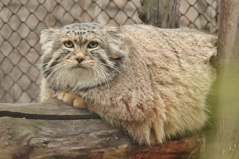 Фотография Хана в Ленинградском Зоопарке