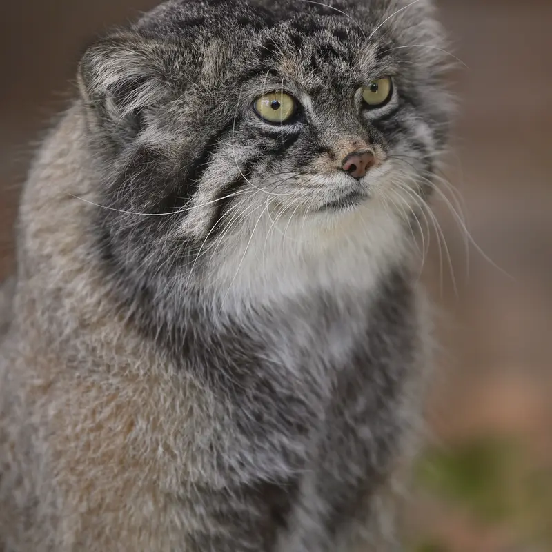 Фотография Ириса в Зоопарке Кобе Оджи