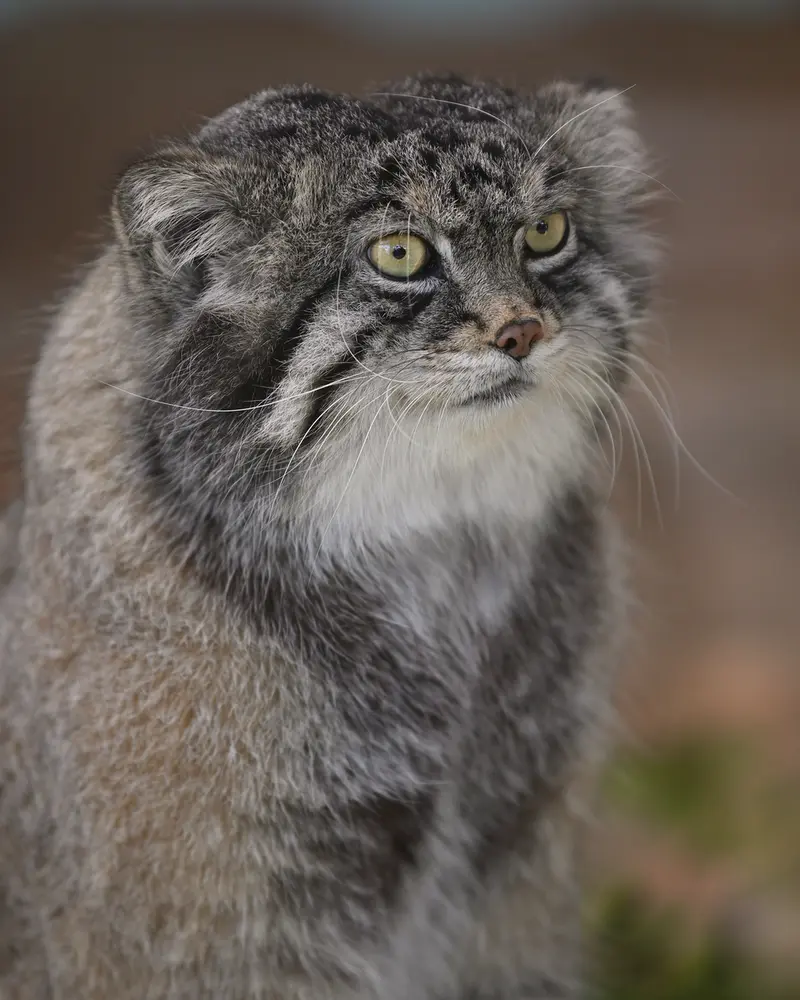 Фотография Ириса в Зоопарке Кобе Оджи
