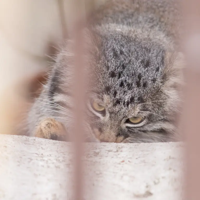 Фотография Фиги в Зоопарке Ногеяме