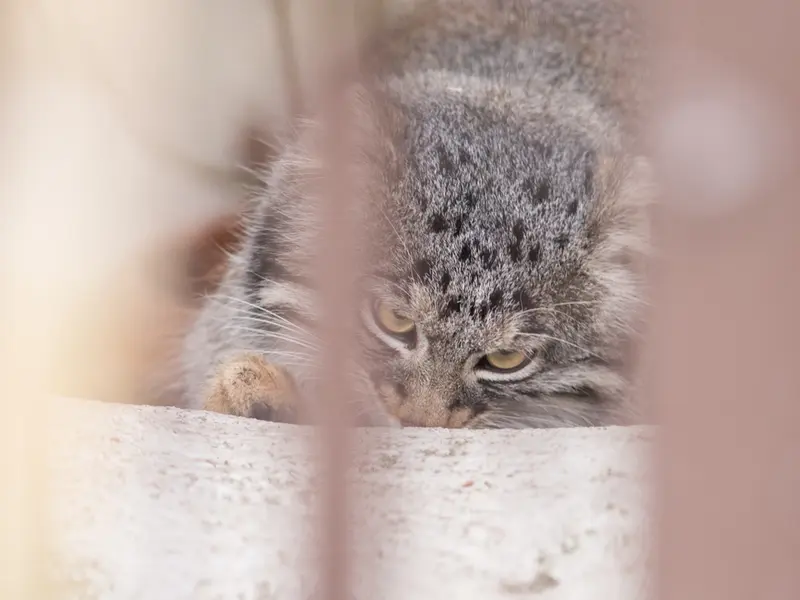 Фотография Фиги в Зоопарке Ногеяме