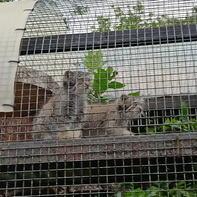 Фотография с манулом