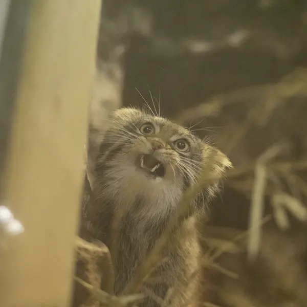 Фотография Фиги в Зоопарке Уено