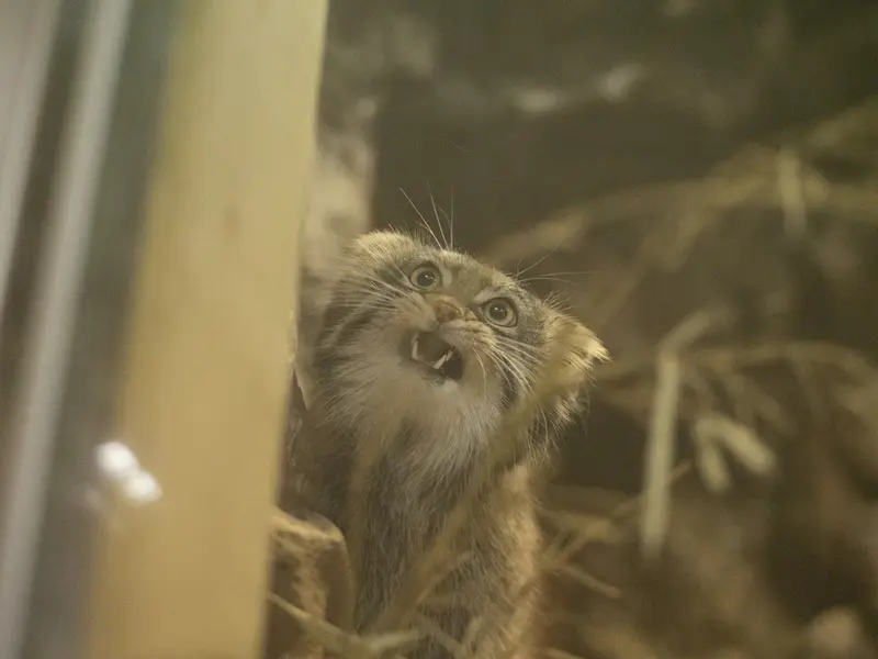 Фотография Фиги в Зоопарке Уено