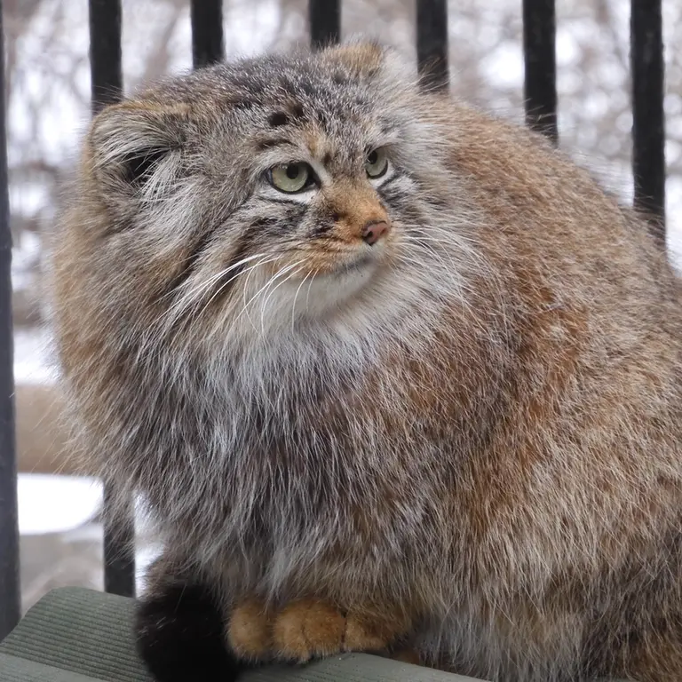 Фотография Габи в Новосибирском Зоопарке