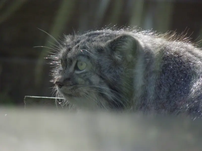 Фотография с манулом в Лэйклэнде Вайлдлайф Оазисе