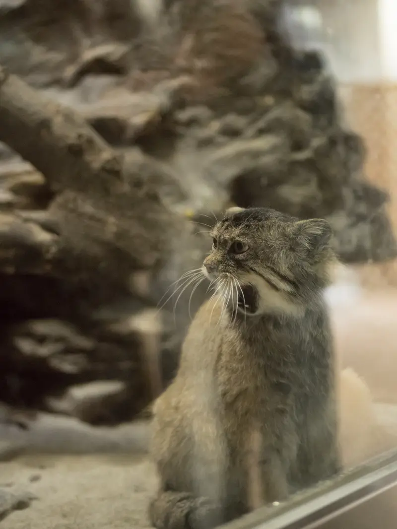 Фотография Примулы в Зоопарке Уено