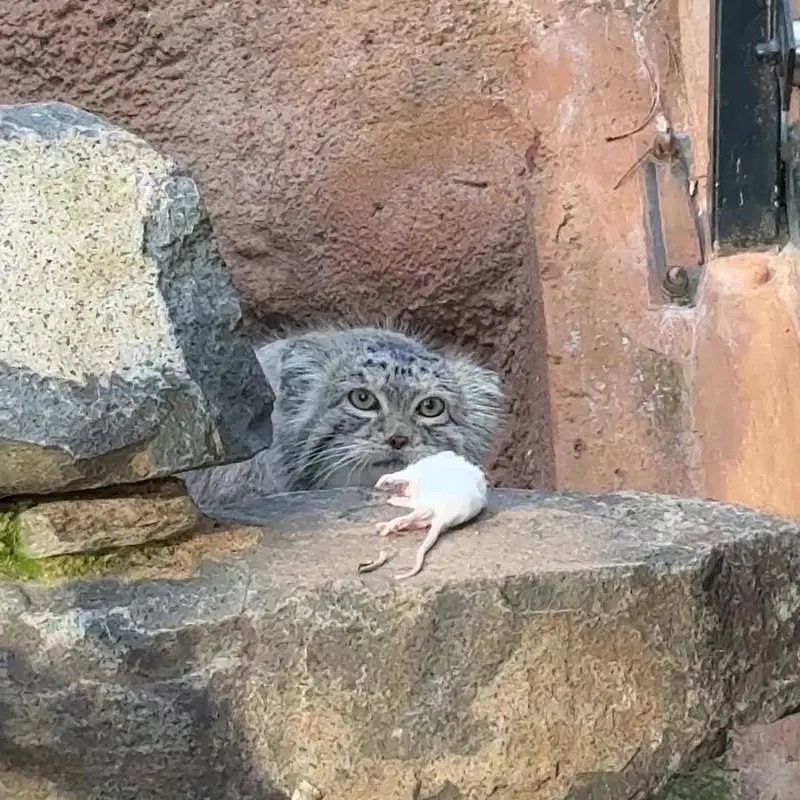 Фотография с манулом в Пражском Зоопарке