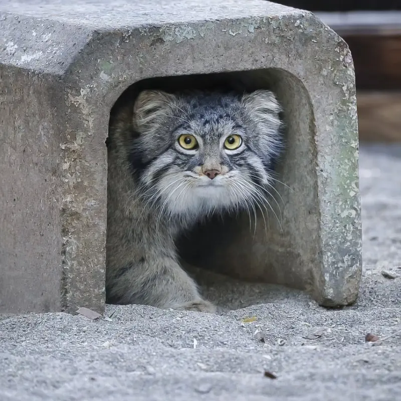 Фотография Фиги в Зоопарке Ногеяме