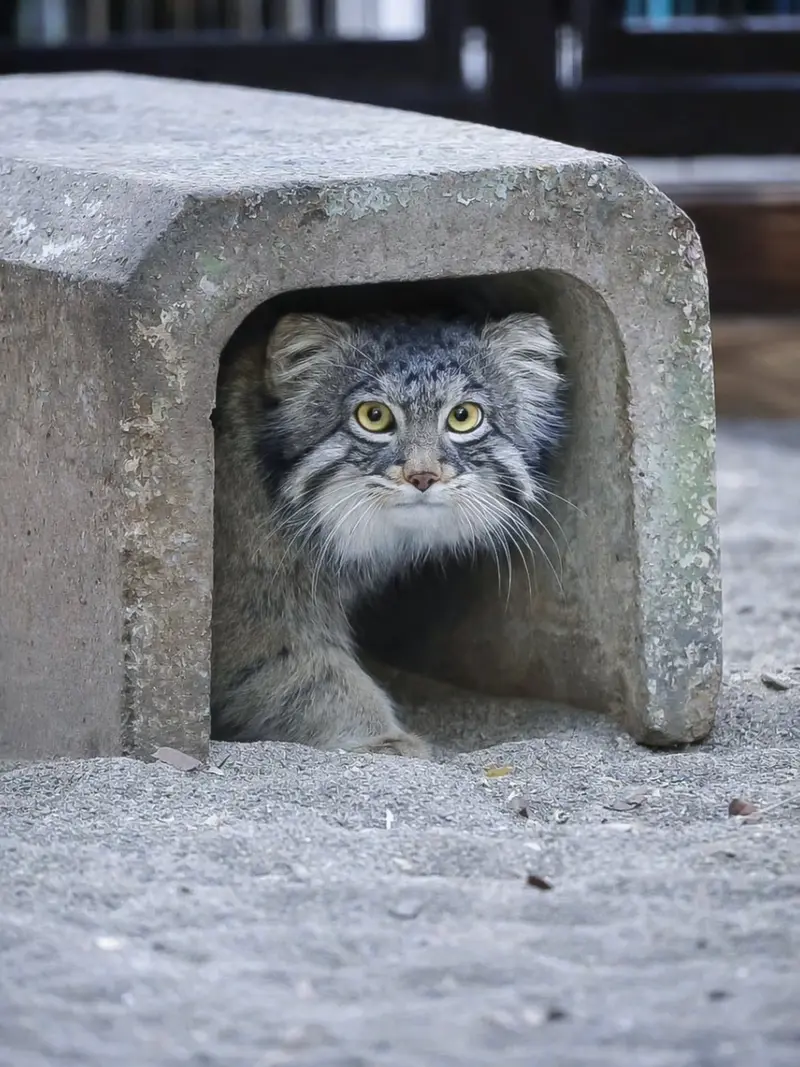 Фотография Фиги в Зоопарке Ногеяме