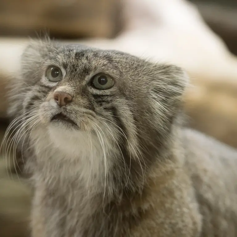 Фотография Клёна в Зоопарке Уено