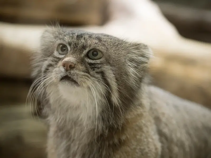 Фотография Клёна в Зоопарке Уено