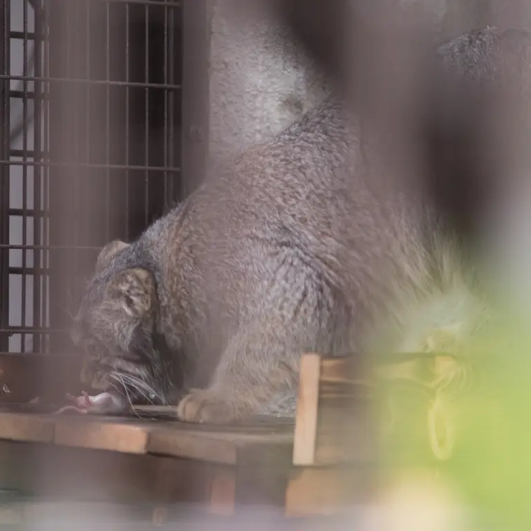 Фотография Фиги в Зоопарке Ногеяме