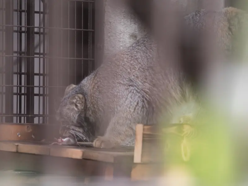 Фотография Фиги в Зоопарке Ногеяме