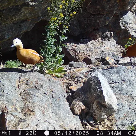 Фотография Огаря с фотоловушки Жунды 1