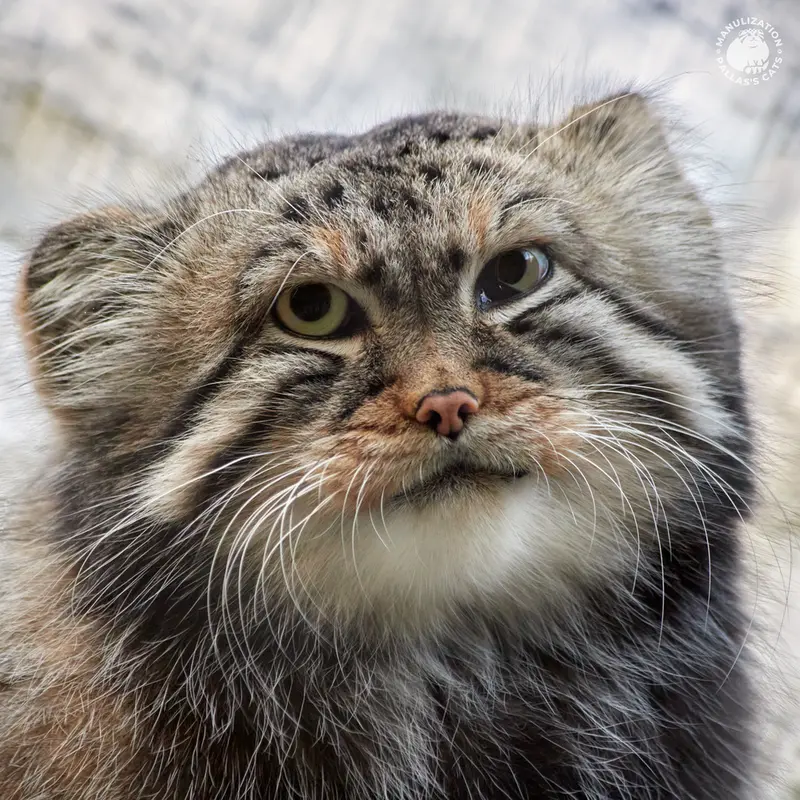 Фотография Зеленогорска в Новосибирском Зоопарке