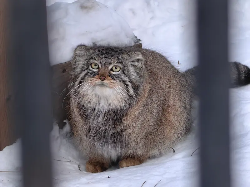 Фотография Евчонки 2023 Г.р. Ⅲ в Новосибирском Зоопарке