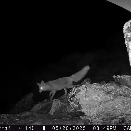 Фотография Рыжаи Лисица с фотоловушки Жунды 2 [новинка]