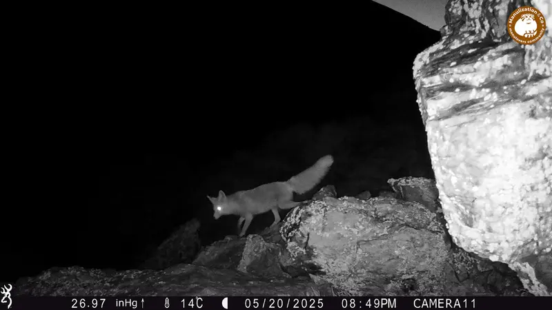 Фотография Рыжаи Лисица с фотоловушки Жунды 2 [новинка]