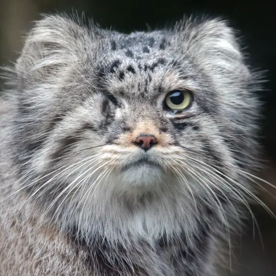 Фотография Паноэля в Роттердамском Зоопарке