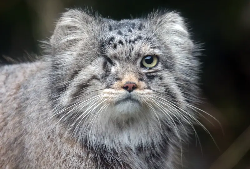 Фотография Паноэля в Роттердамском Зоопарке
