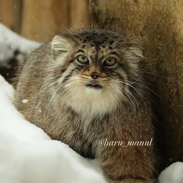 Фотография Полли в Царстве Животных Насу