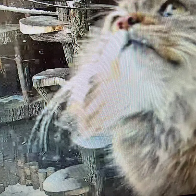 Фотография Пепе в Ленинградском Зоопарке