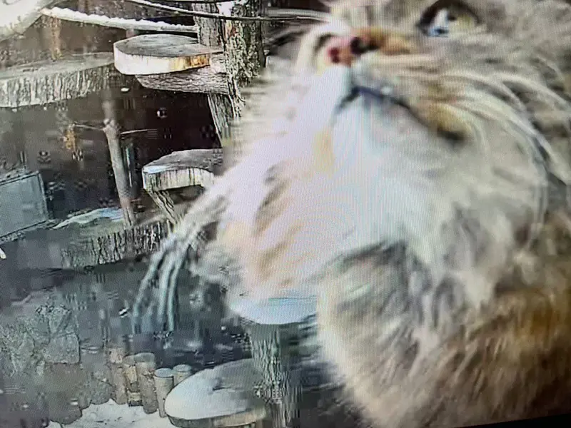 Фотография Пепе в Ленинградском Зоопарке