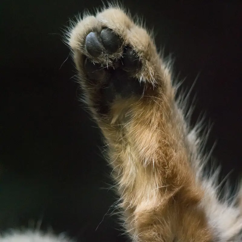 Фотография Примулы в Зоопарке Уено