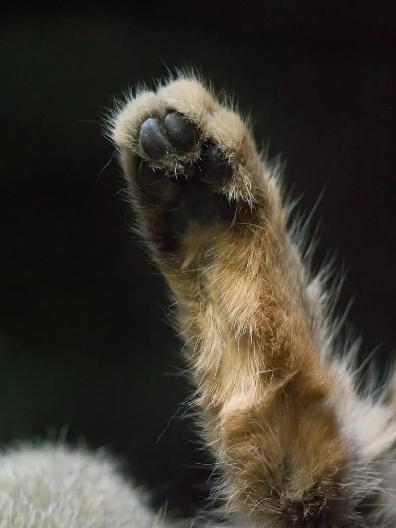 Фотография Примулы в Зоопарке Уено