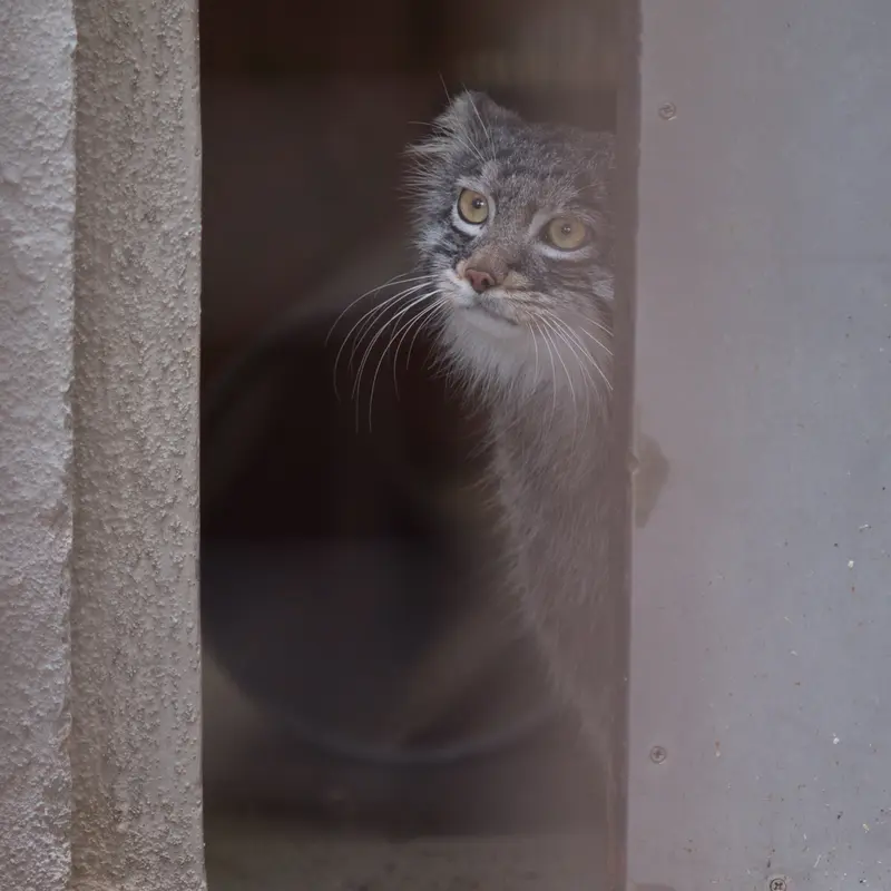 Фотография Фиги в Зоопарке Ногеяме