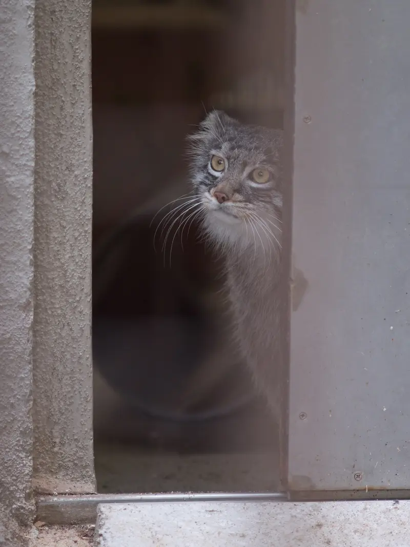 Фотография Фиги в Зоопарке Ногеяме