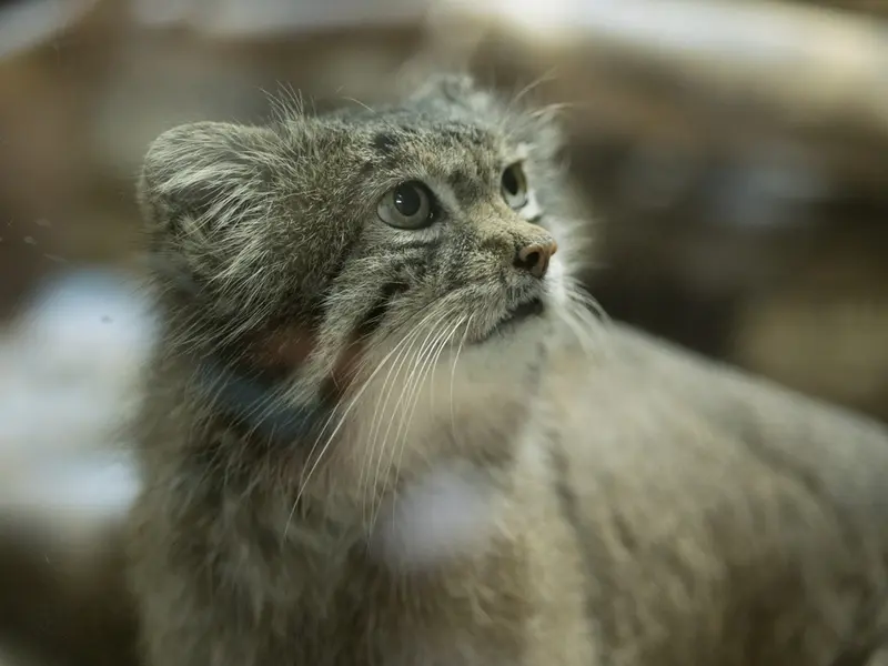 Фотография Клёна в Зоопарке Уено