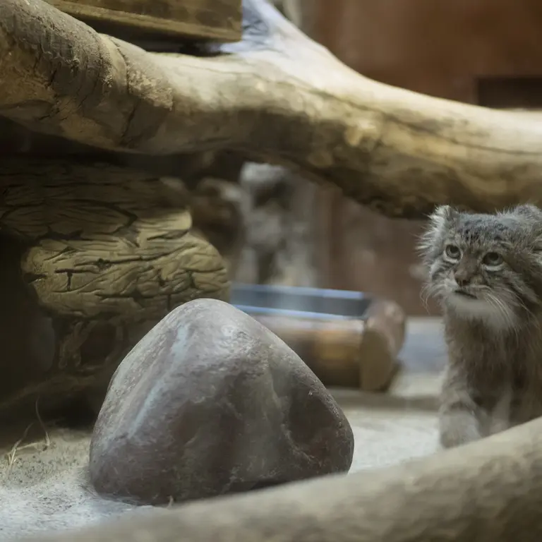 Фотография Клёна в Зоопарке Уено