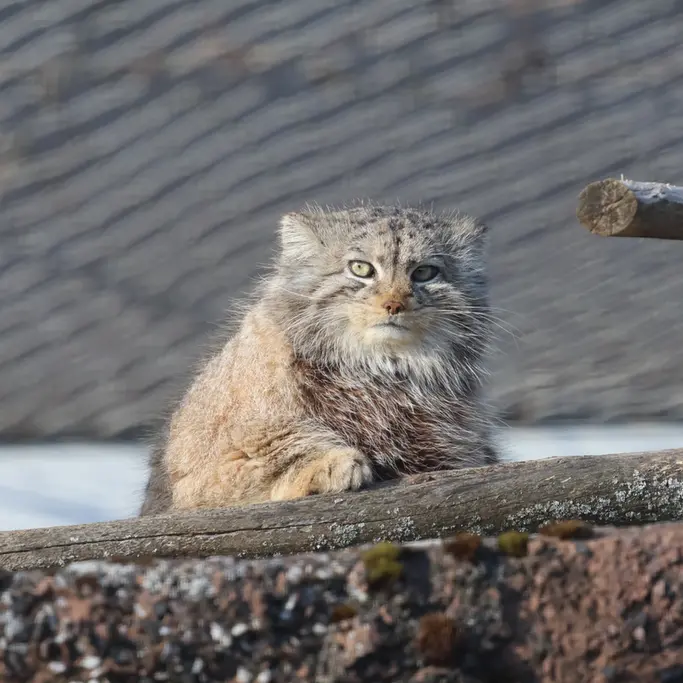 Фотография Мими в Зоопарке Коркеасаари