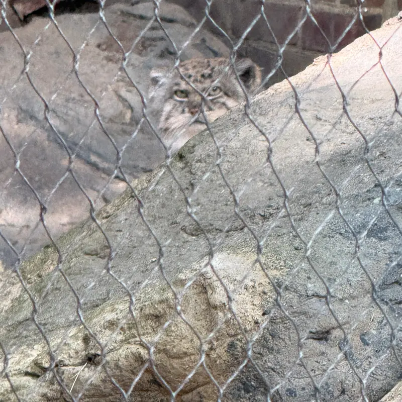 Фотография Бату в Зоопарке Проспект-парка