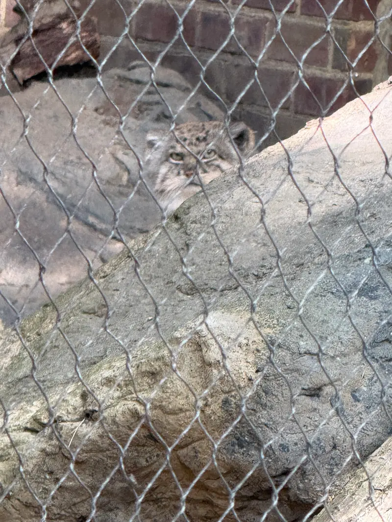 Фотография Бату в Зоопарке Проспект-парка