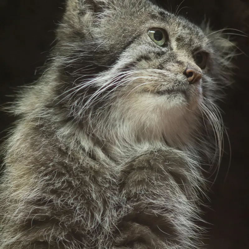 Фотография Клёна в Зоопарке Уено