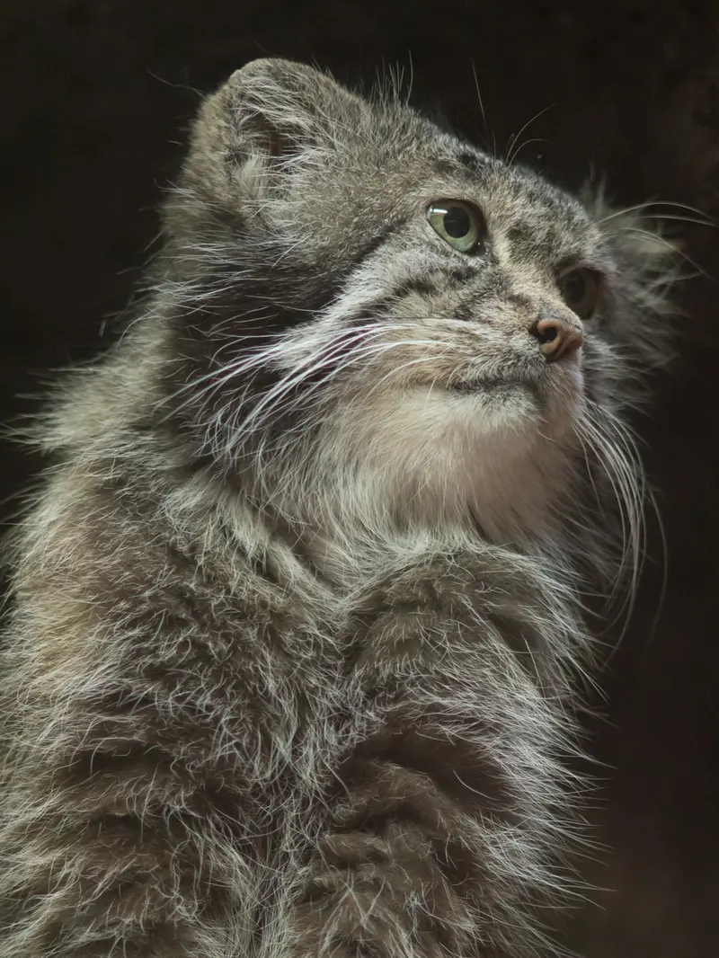 Фотография Клёна в Зоопарке Уено