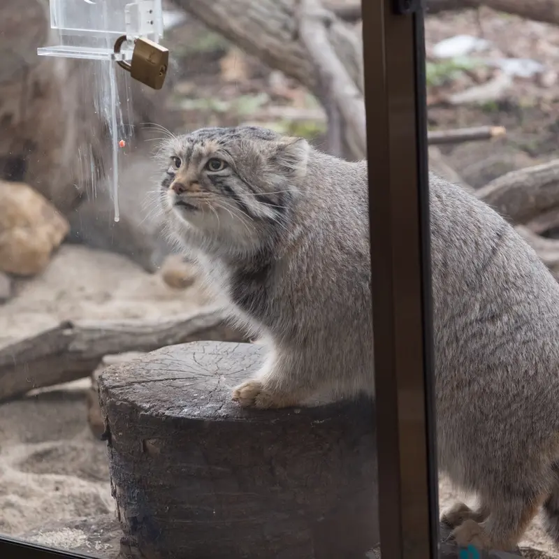 Фотография Нагому в Царстве Животных Насу