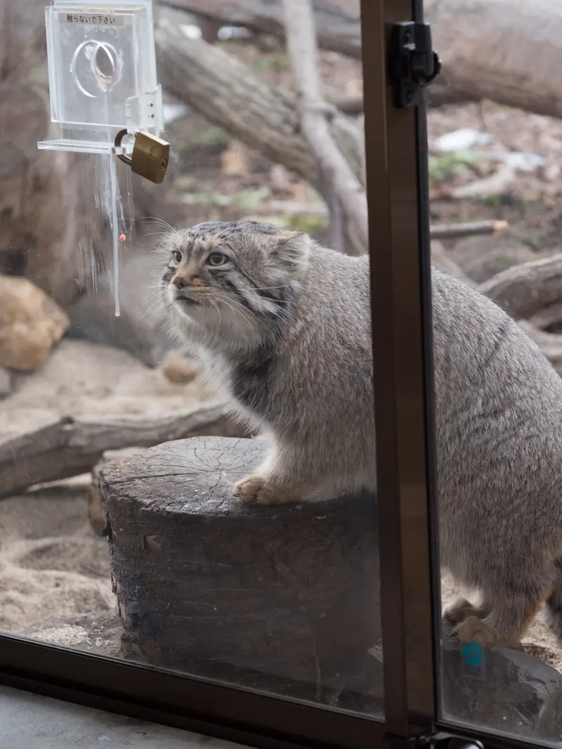 Фотография Нагому в Царстве Животных Насу