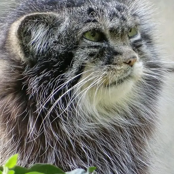 Фотография Шивы в Зверинце ботанического сада
